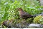 Bestandsnaam=_E2R9838.jpg
Bestandsgrootte=271KiB
Afmetingen = 1011x694
Datum toegevoegd = 18 aug 2015 _E2R9838.jpg